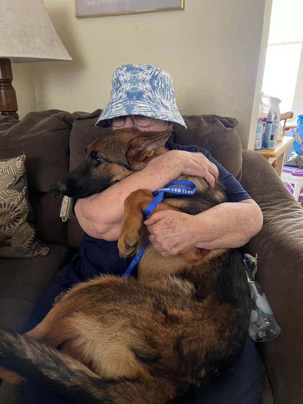 Customer photo of German Shepherd puppy from Cynthia B.