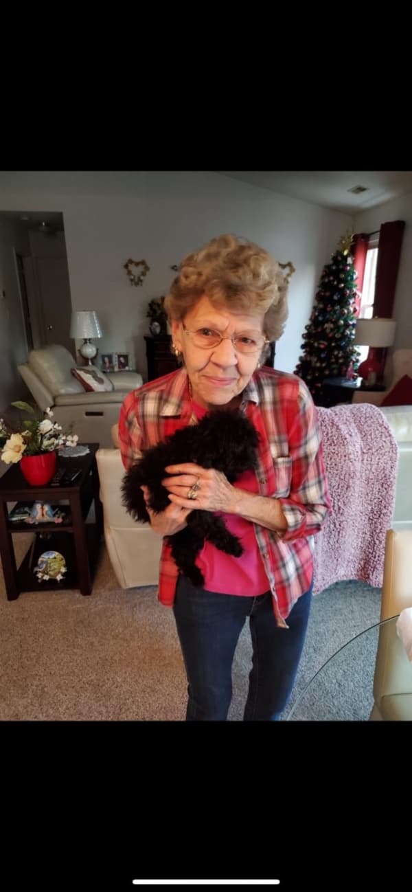 Customer photo of Poodle, Toy puppy from Judy S. 