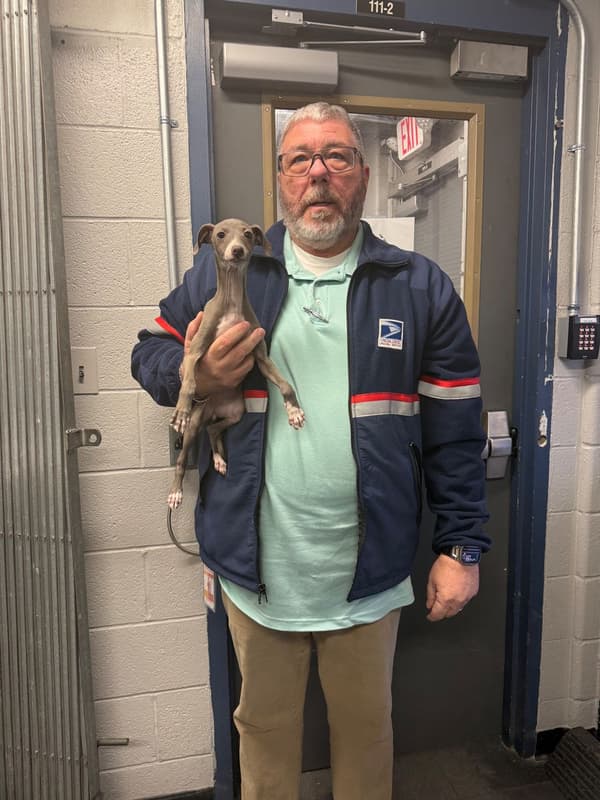 Customer photo of Italian Greyhound puppy from Joseph G.