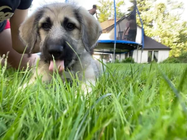 Customer photo of Shepadoodle puppy from Michelle M.