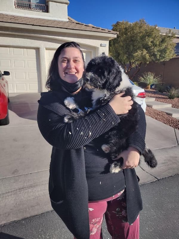 Customer photo of Sheepadoodle puppy from Jessica K.