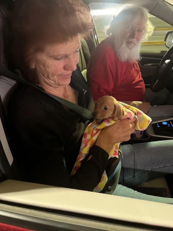 Customer photo of Dachshund puppy from Bill S.