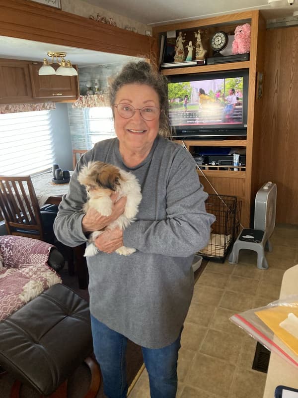 Customer photo of Shih Tzu puppy from Louise S.