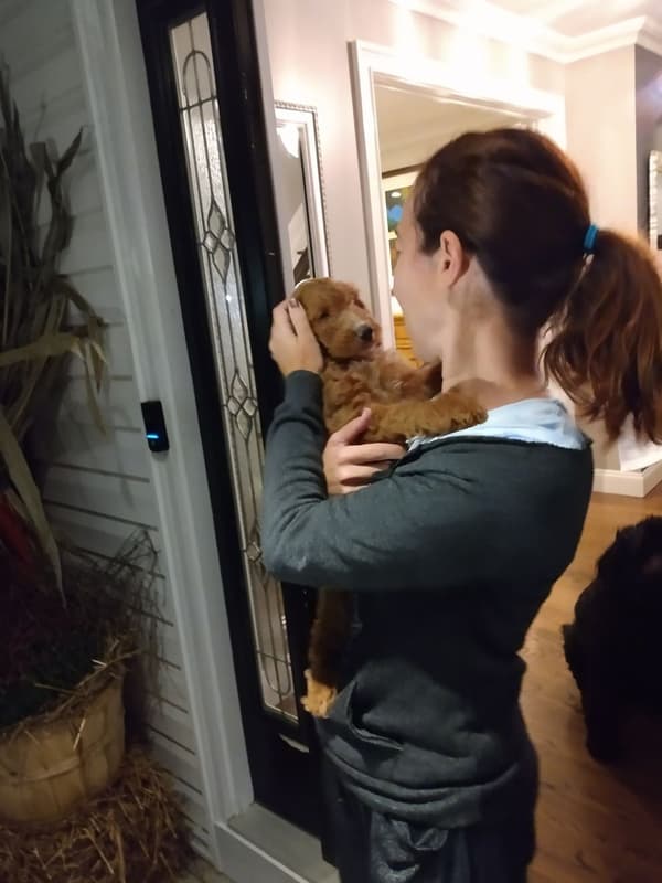 Customer photo of Goldendoodle puppy from Aimee A. 