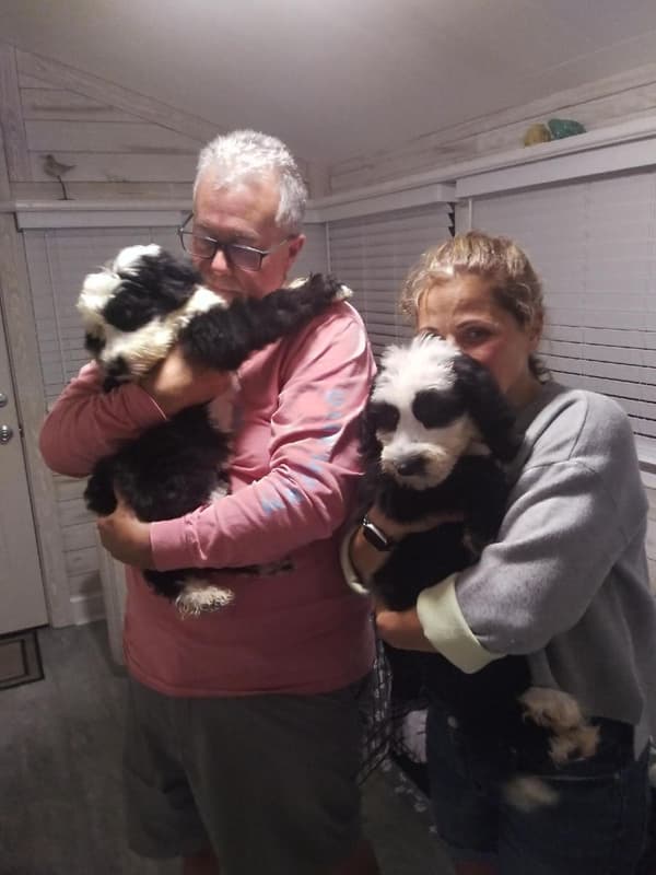 Customer photo of Sheepadoodle puppy from Bruce P.