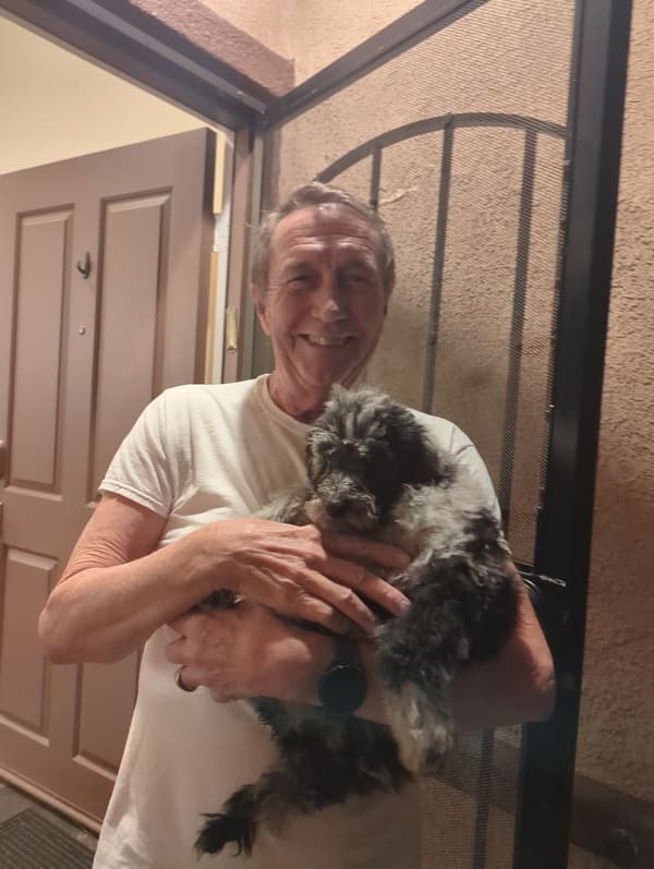 Customer photo of Poodle, Standard puppy from Daniel H.