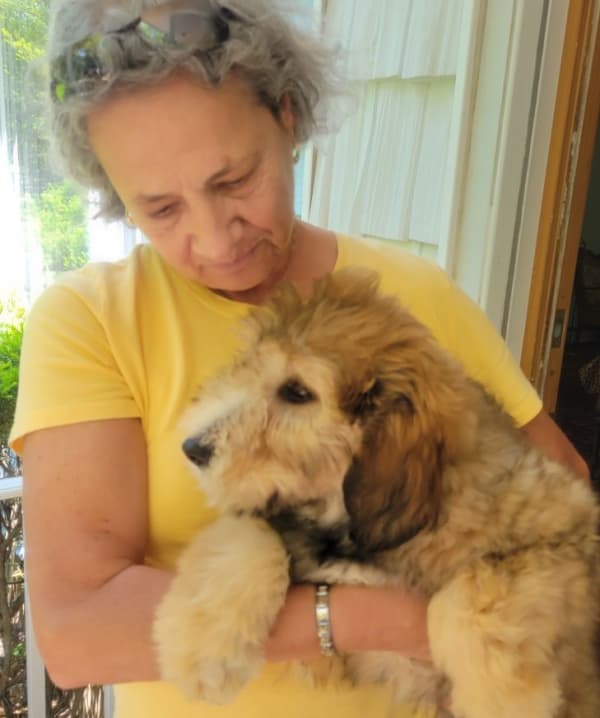 Customer photo of Aussiedoodle puppy from Rae V.