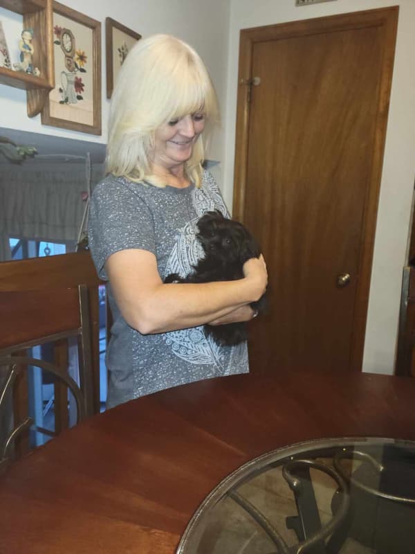 Customer photo of Shorkie puppy from Vicki R.