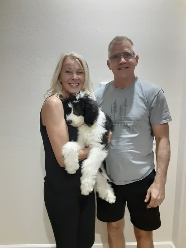 Customer photo of Sheepadoodle puppy from Debbie J.