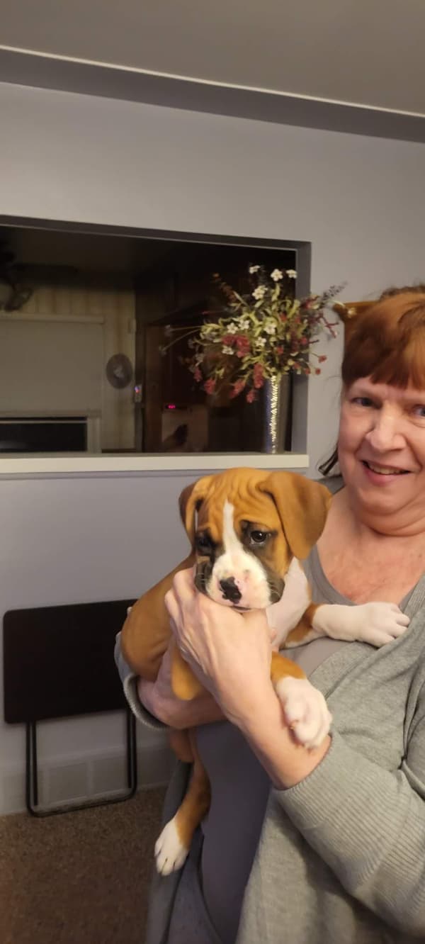 Customer photo of Boxer puppy from Sandra B. 