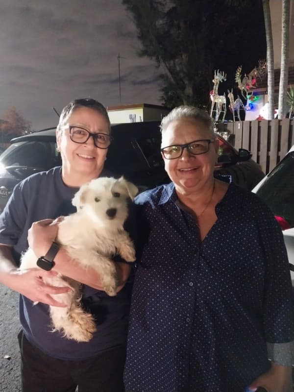 Customer photo of Schnauzer, Miniature puppy from Dania M.