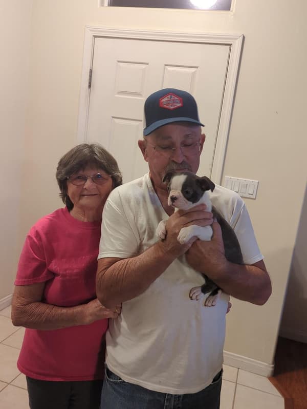 Customer photo of Boston Terrier puppy from Patricia C.