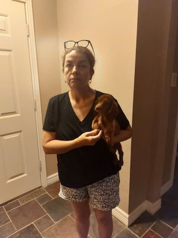 Customer photo of Dachshund, Mini puppy from Josephine R.