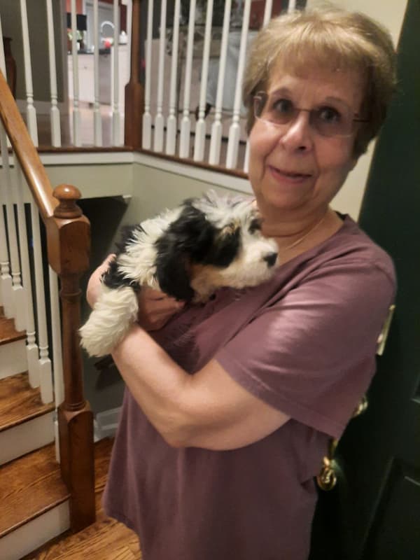Customer photo of Bernedoodle, Mini puppy from Diane H.