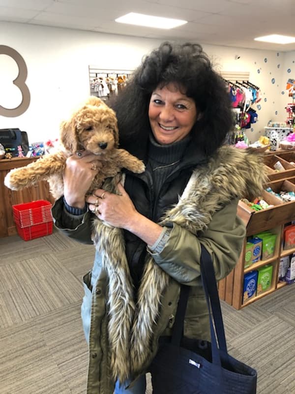 Customer photo of Goldendoodle, Mini puppy from Lorie S.