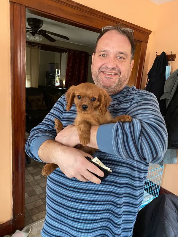 Customer photo of Cavalier King Charles Spaniel puppy from Phillip B.