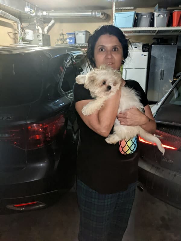 Customer photo of Shih Tzu puppy from Sona V. 