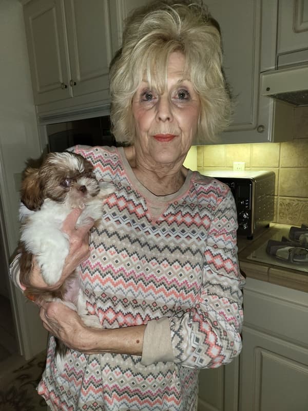 Customer photo of Shih Tzu puppy from Brenda S.