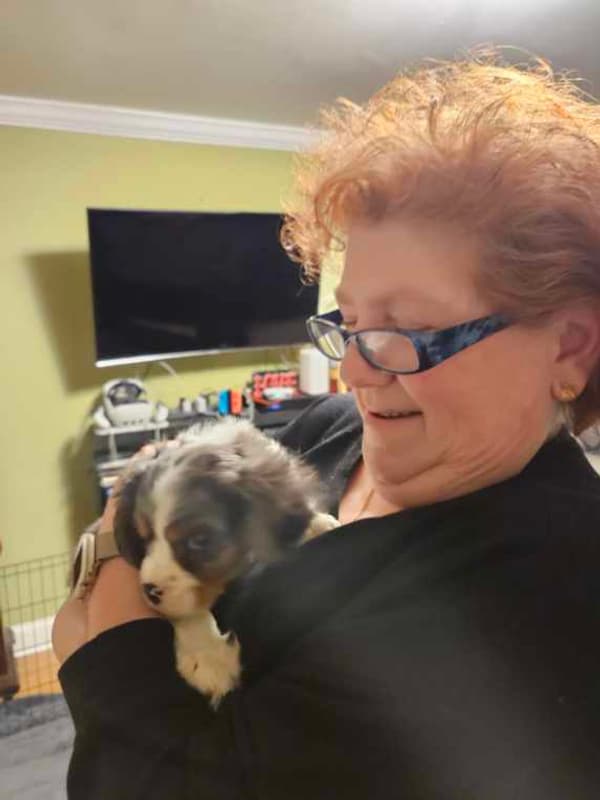 Customer photo of Cavalier King Charles Spaniel puppy from Robin L.