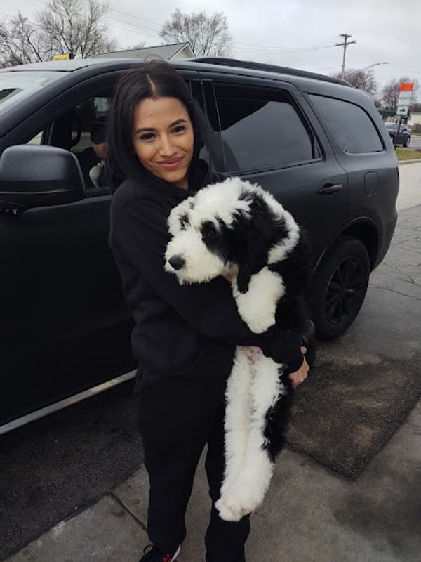 Customer photo of Sheepadoodle puppy from Liza R.