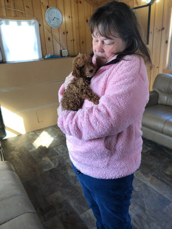 Customer photo of Poodle, Miniature puppy from Geanne H.