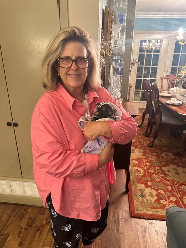 Customer photo of Boston Terrier puppy from Suzi R.