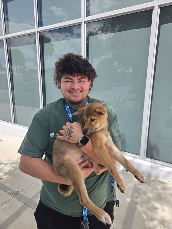 Customer photo of Shiba Inu puppy from Declan E.