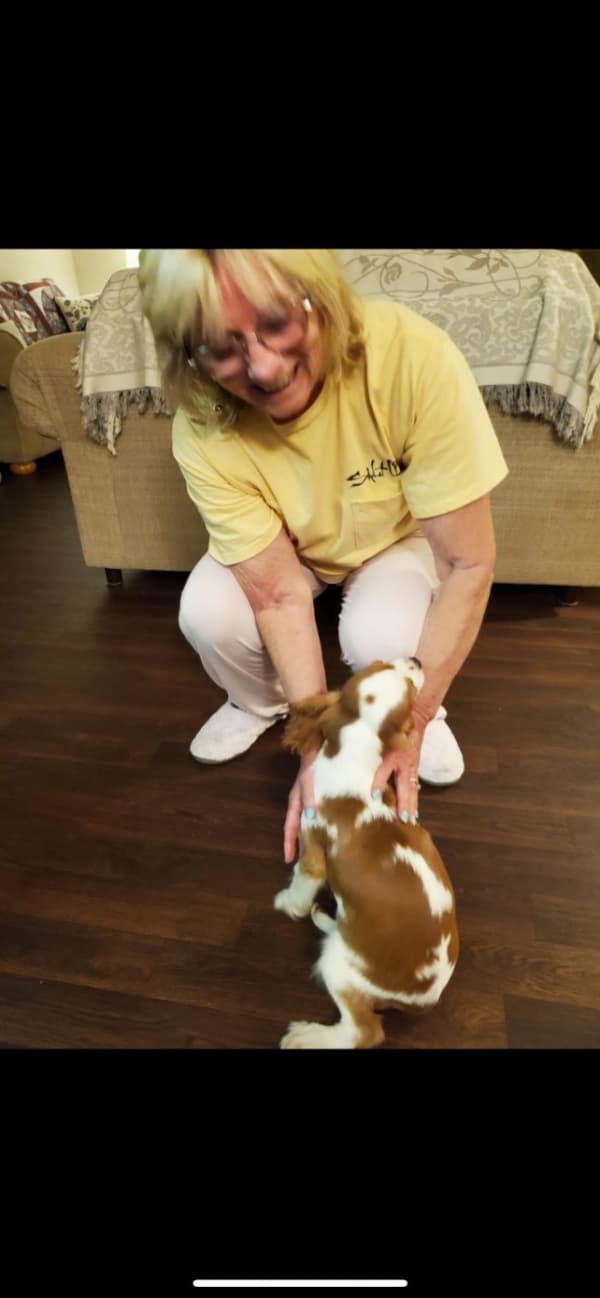 Customer photo of Cavalier King Charles Spaniel puppy from Barbara Y. 