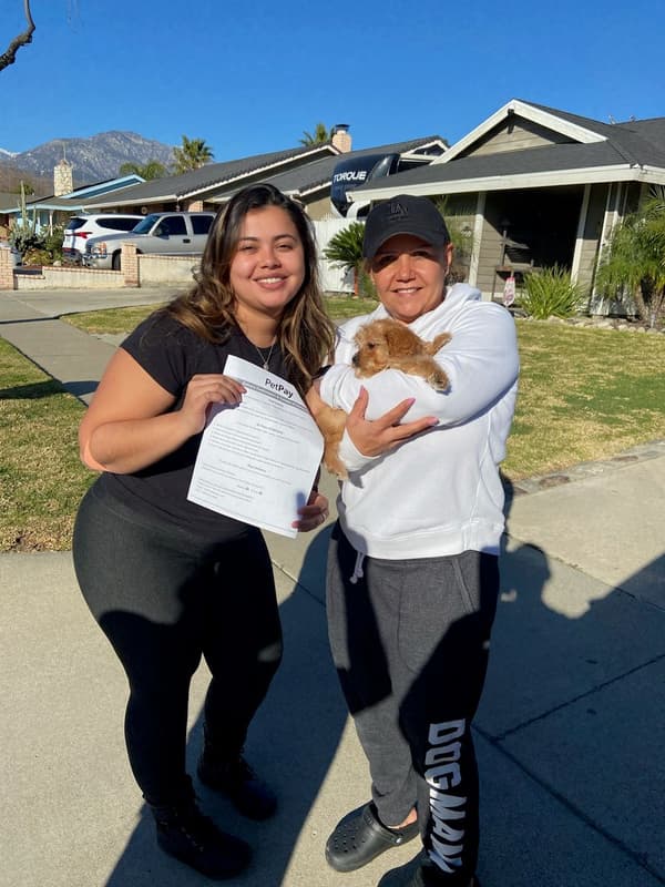 Customer photo of Cavapoo puppy from Emily G.
