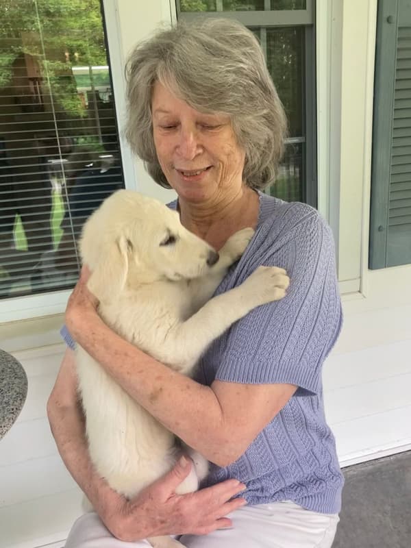 Customer photo of Shepadoodle puppy from Marie D.