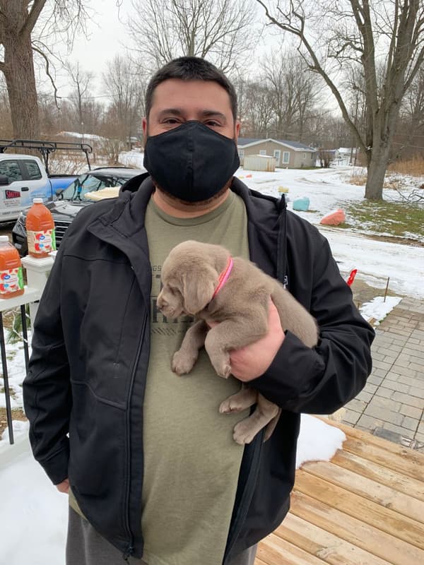 Customer photo of Labrador Retriever puppy from Bernie G.