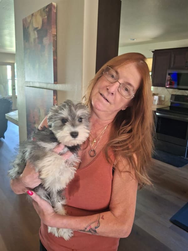Customer photo of Schnauzer, Miniature puppy from Dana R.