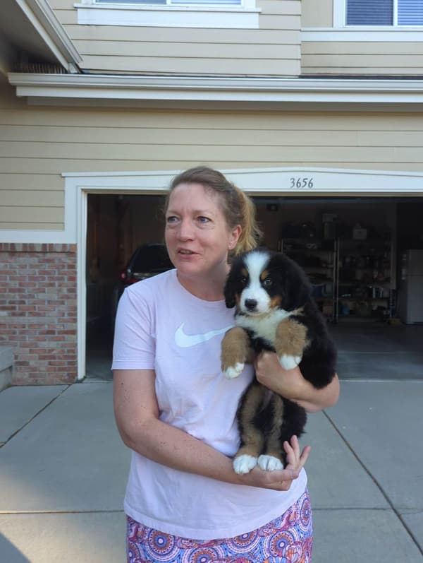 Customer photo of Bernese Mountain Dog puppy from Kate C.
