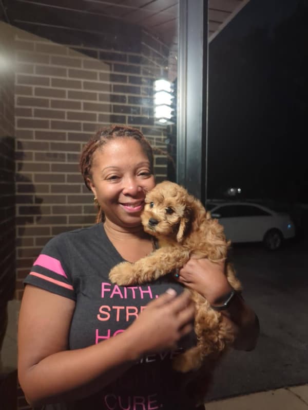 Customer photo of Cavapoo puppy from Sherica M.