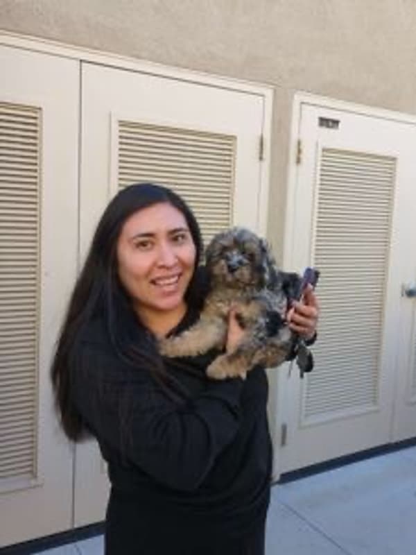 Customer photo of Cavapoo puppy from Marlene R.