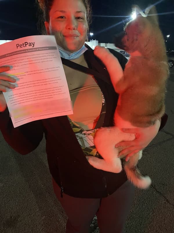 Customer photo of Akita puppy from Erika W.