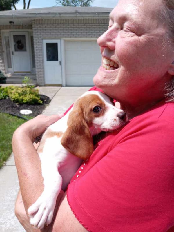 Customer photo of Beaglier puppy from Olivia B.