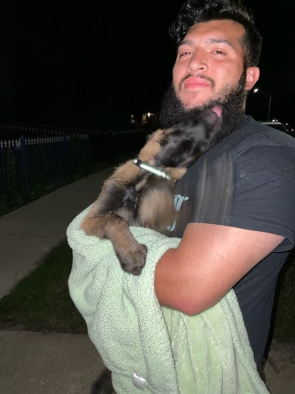 Customer photo of Belgian Malinois puppy from Brian F.