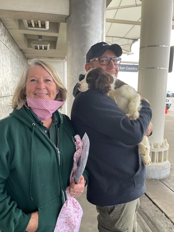 Customer photo of English Springer Spaniel puppy from Jon J.