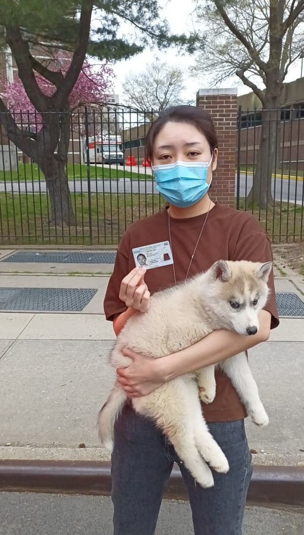 Customer photo of Siberian Husky puppy from Yingjiao X.