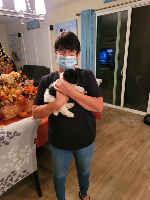 Customer photo of Poodle, Toy puppy from Donald C.