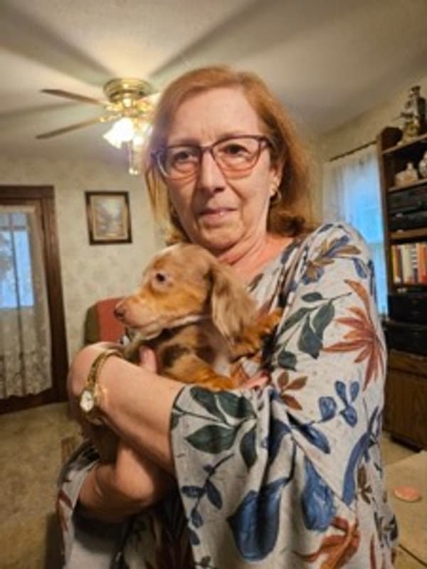 Customer photo of Dachshund, Mini puppy from James R.