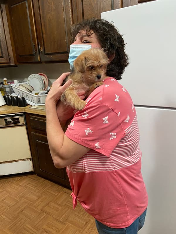 Customer photo of Morkie / Yorktese puppy from Theresa & JoAnna H.