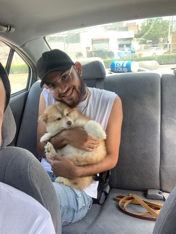 Customer photo of Pomsky puppy from Frank