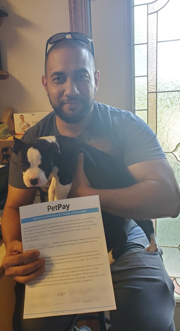 Customer photo of American Bully puppy from Ahmed D.