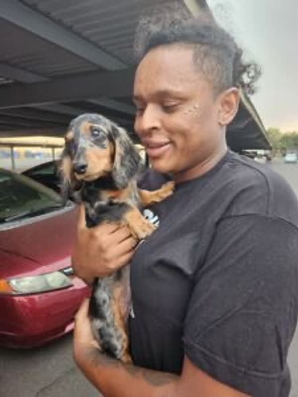 Customer photo of Dachshund, Mini puppy from James W.