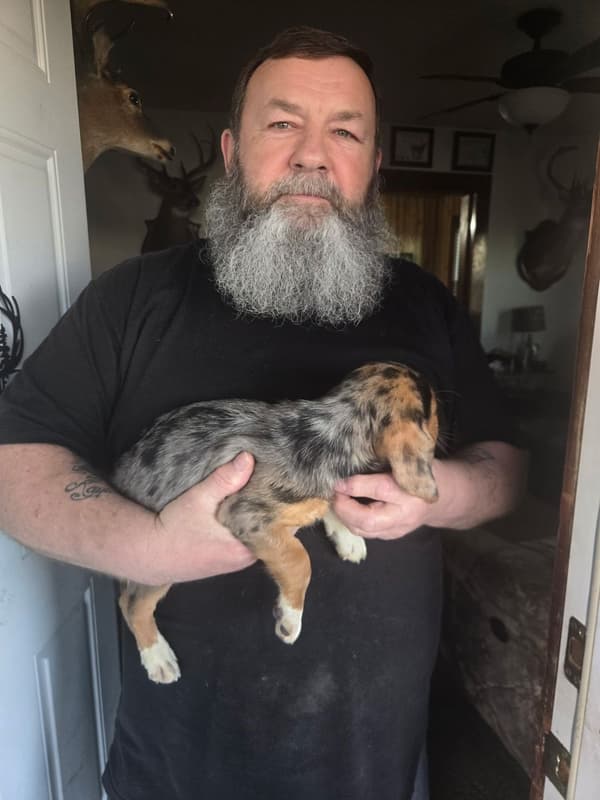 Customer photo of Beagle puppy from Randall W.