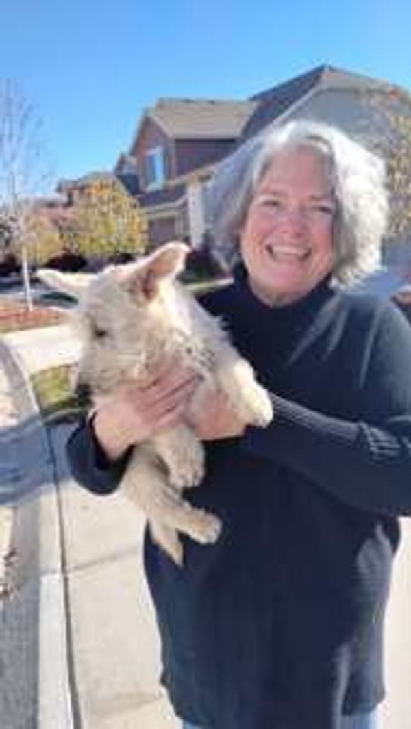 Customer photo of Scottish Terrier puppy from Lisa H.