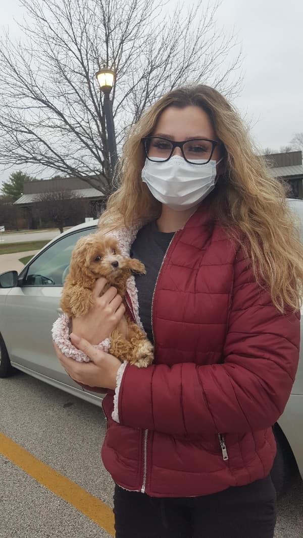 Customer photo of Cockapoo puppy from Jaclyn M.