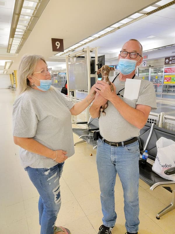 Customer photo of Chihuahua puppy from Jimmy C.